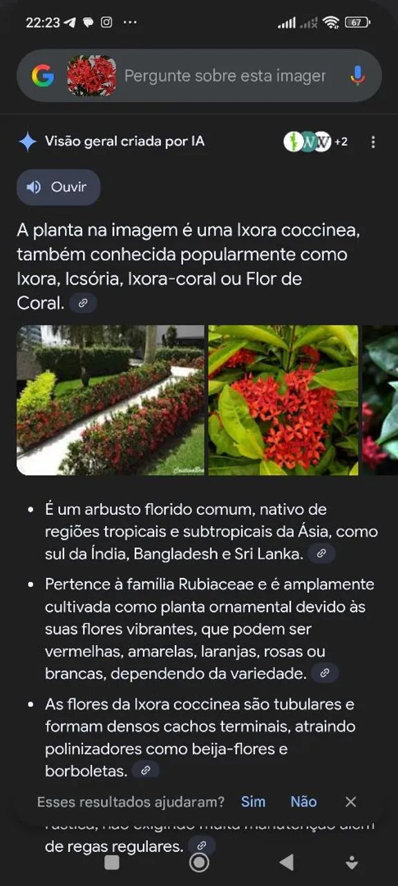 Plantas ornamentais e mudas de árvores frutíferas  - Foto 3