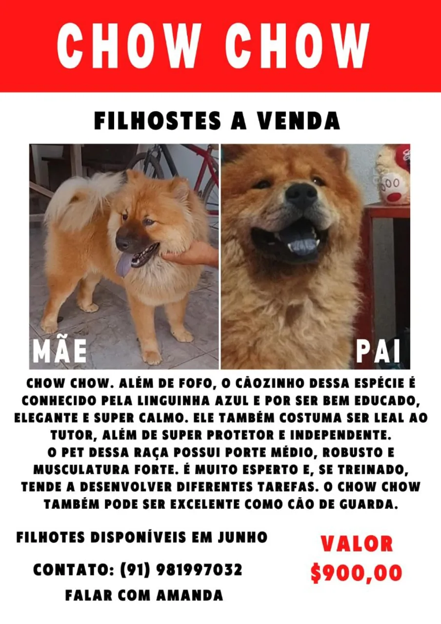 Filhotes de Chow Chow à venda