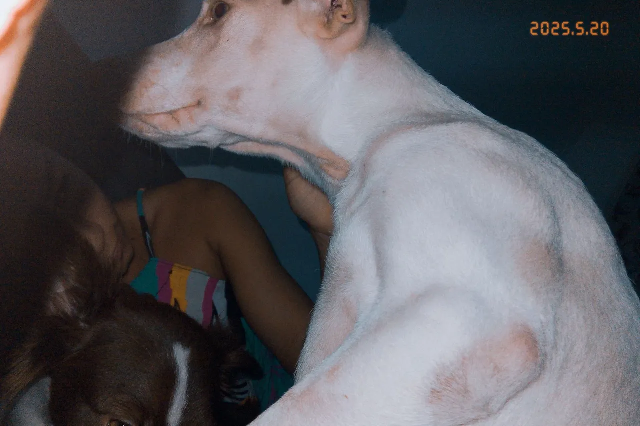 Cachorro para Adoção - Uma Companhia Leal e Amorosa!