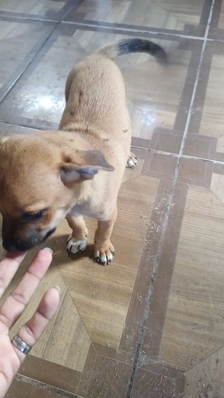 Filhote de cachorro