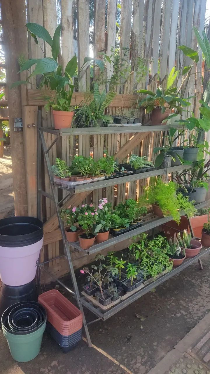 Plantas 