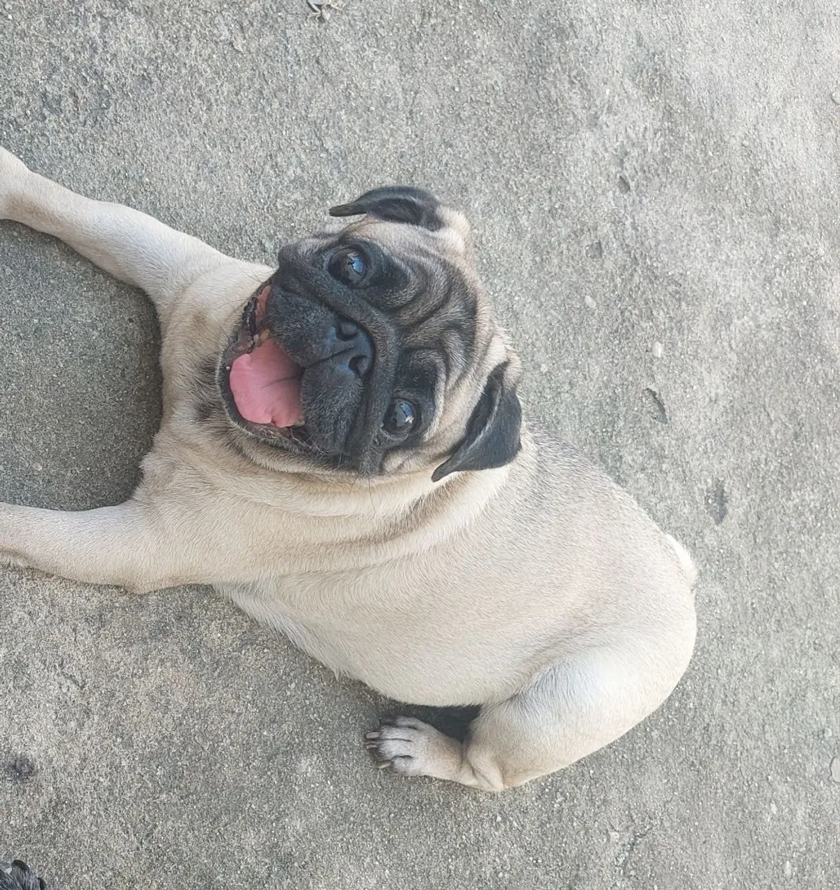 Vendo pug