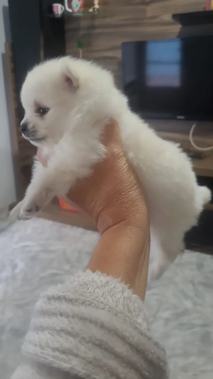 Spitz alemão anão macho