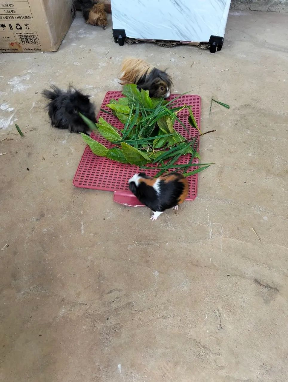 Cobaia e acessórios - Foto 4