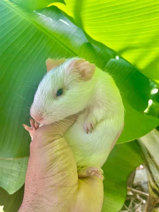 Porquinho da índia - Foto 4