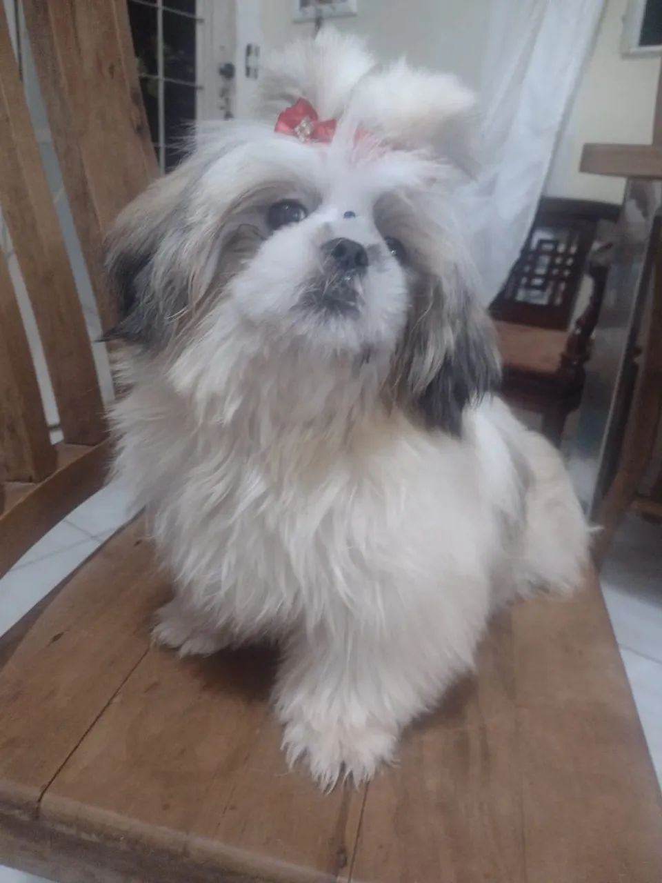 Shih Tzu Fêmea Adorável - Foto 6