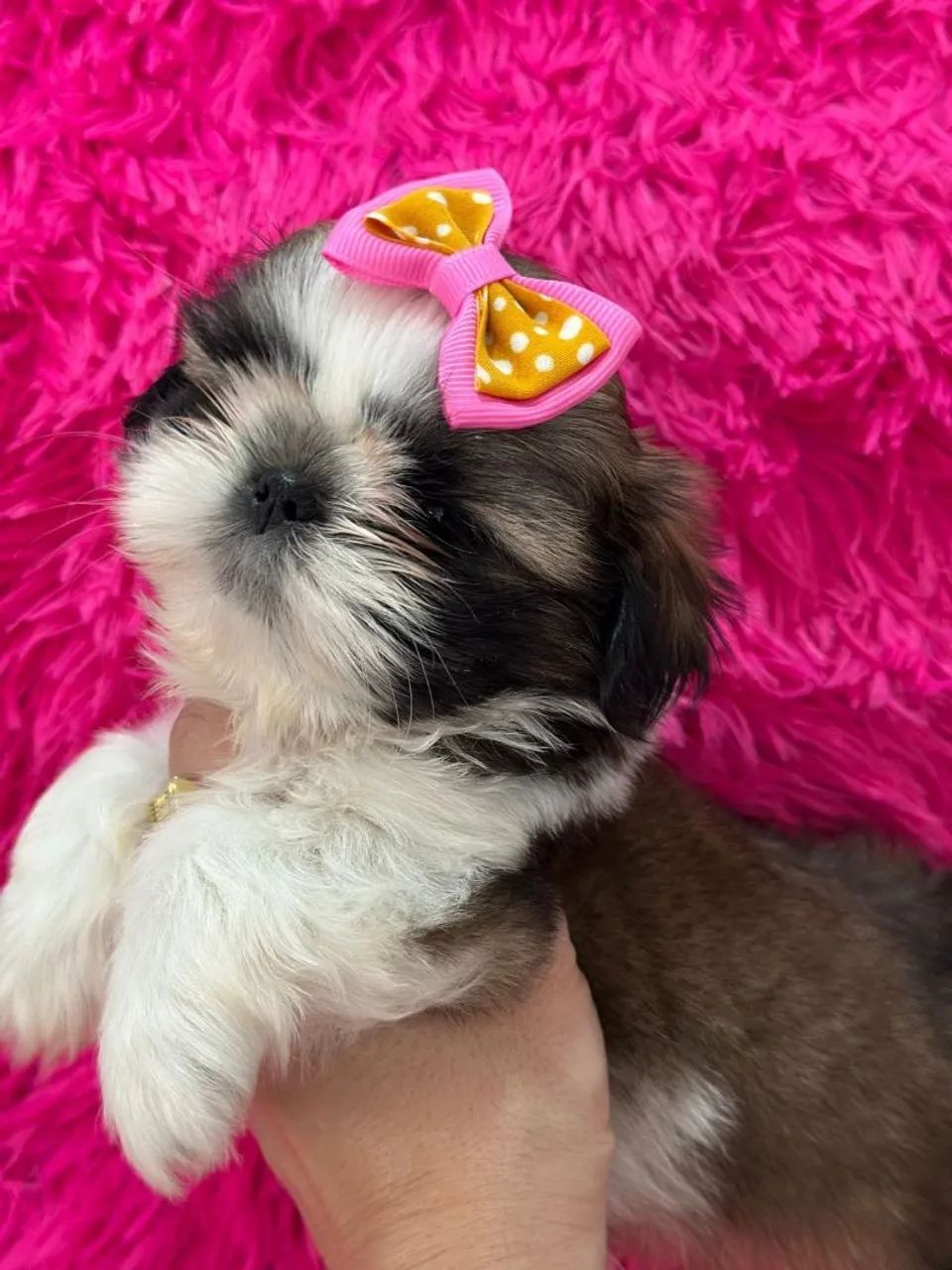Shih Tzu.  Uma bela menina tricolor disponivel - Foto 2