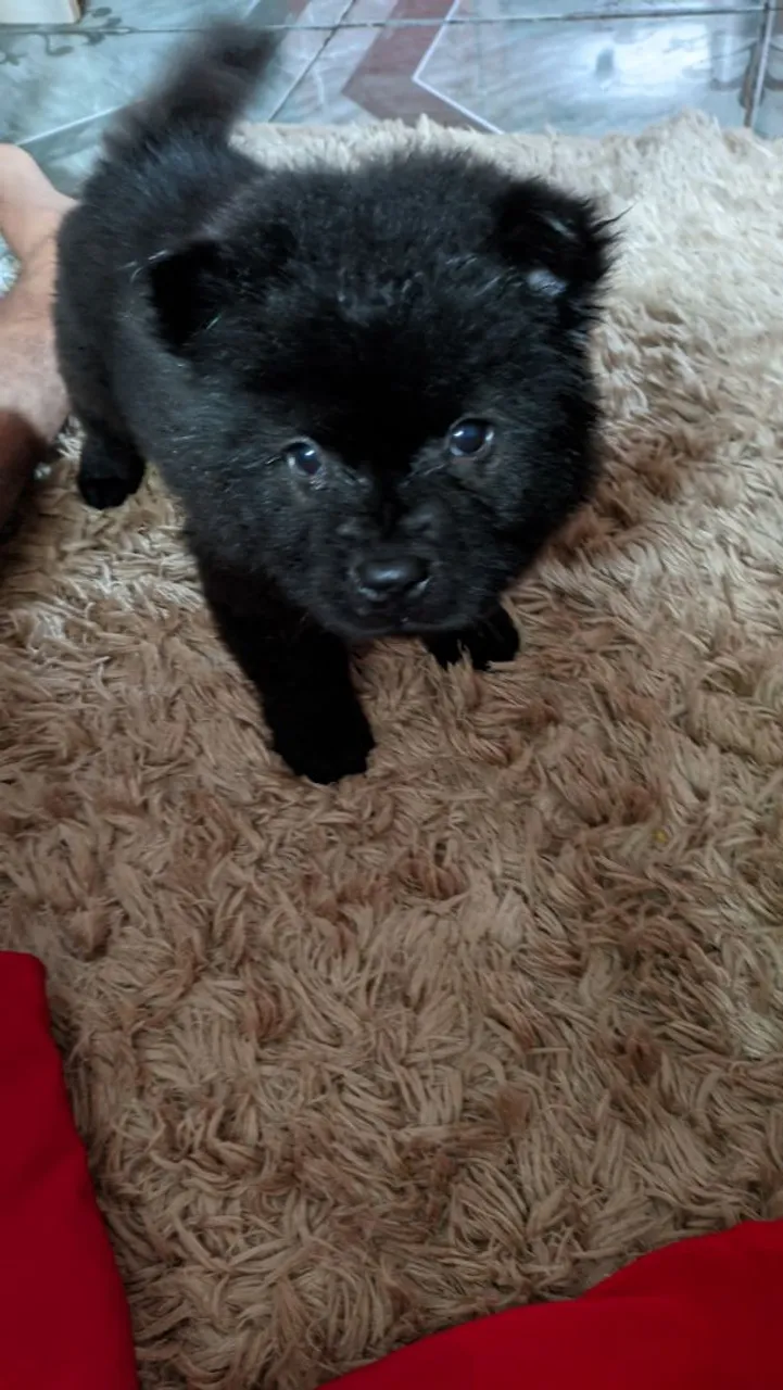 Chow Chow fêmea 