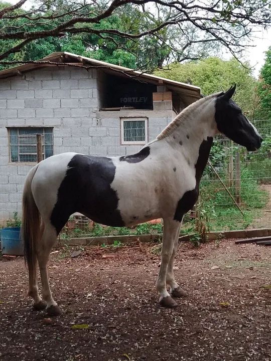 Potro mangalarga pampa de preto  - Foto 6