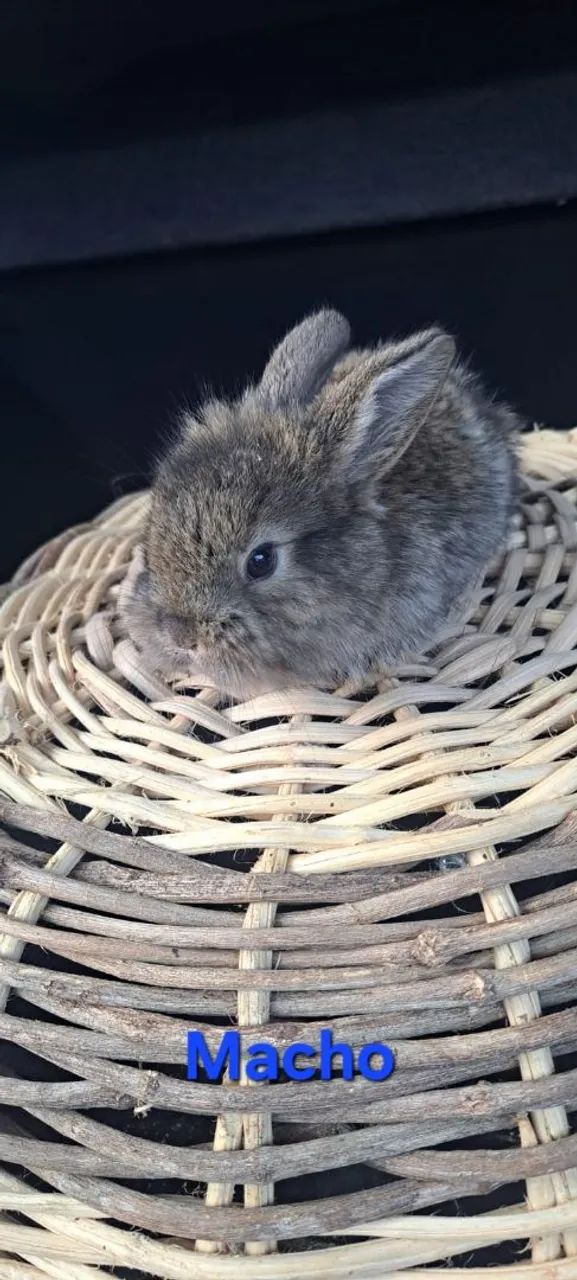Mini coelhos - Foto 2