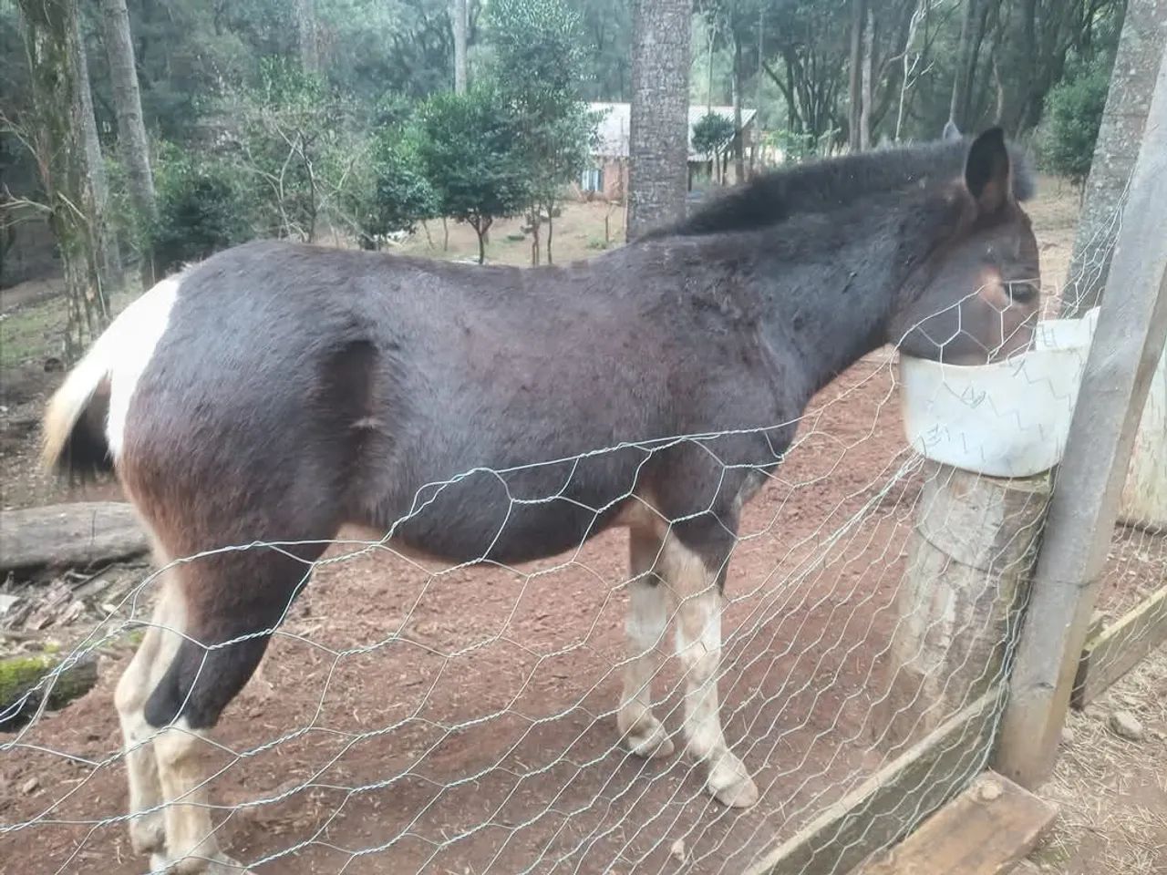Vendo (pirai do sul)uma egua quarto de milha e uma mula  - Foto 4