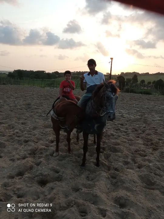 uma pareinha de cavalo de vaquejada 