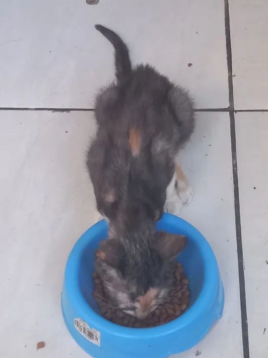 Gato para Adoção - Foto 3