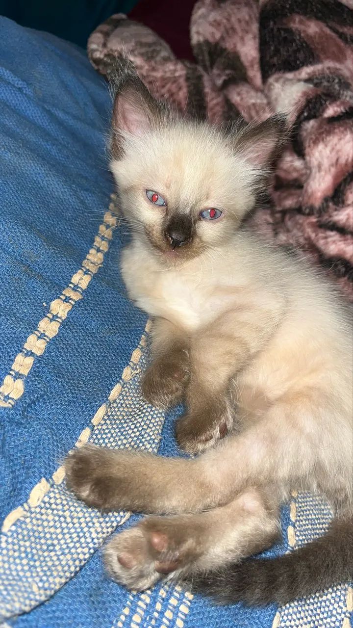 gatinhos para adoção  - Foto 2