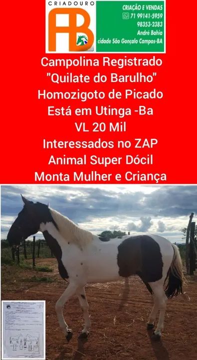 Campolina Homozigoto Registrado 