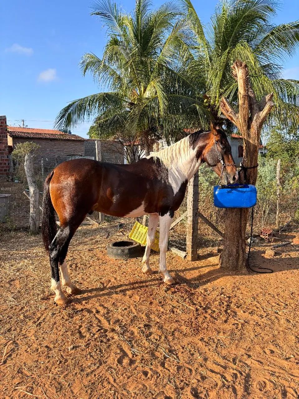 Cavalo MM genuíno de macha picada para venda - Foto 2