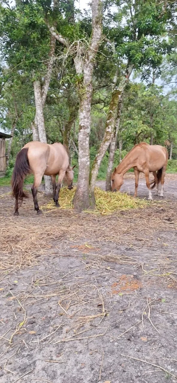 Cavalo / Égua