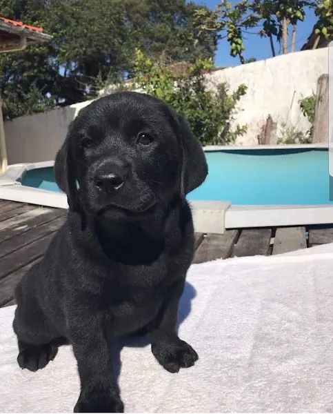 Labrador linhagem campeã  - Foto 3