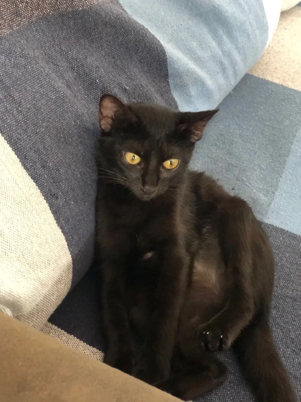 Gatinha pretinha  - Foto 6