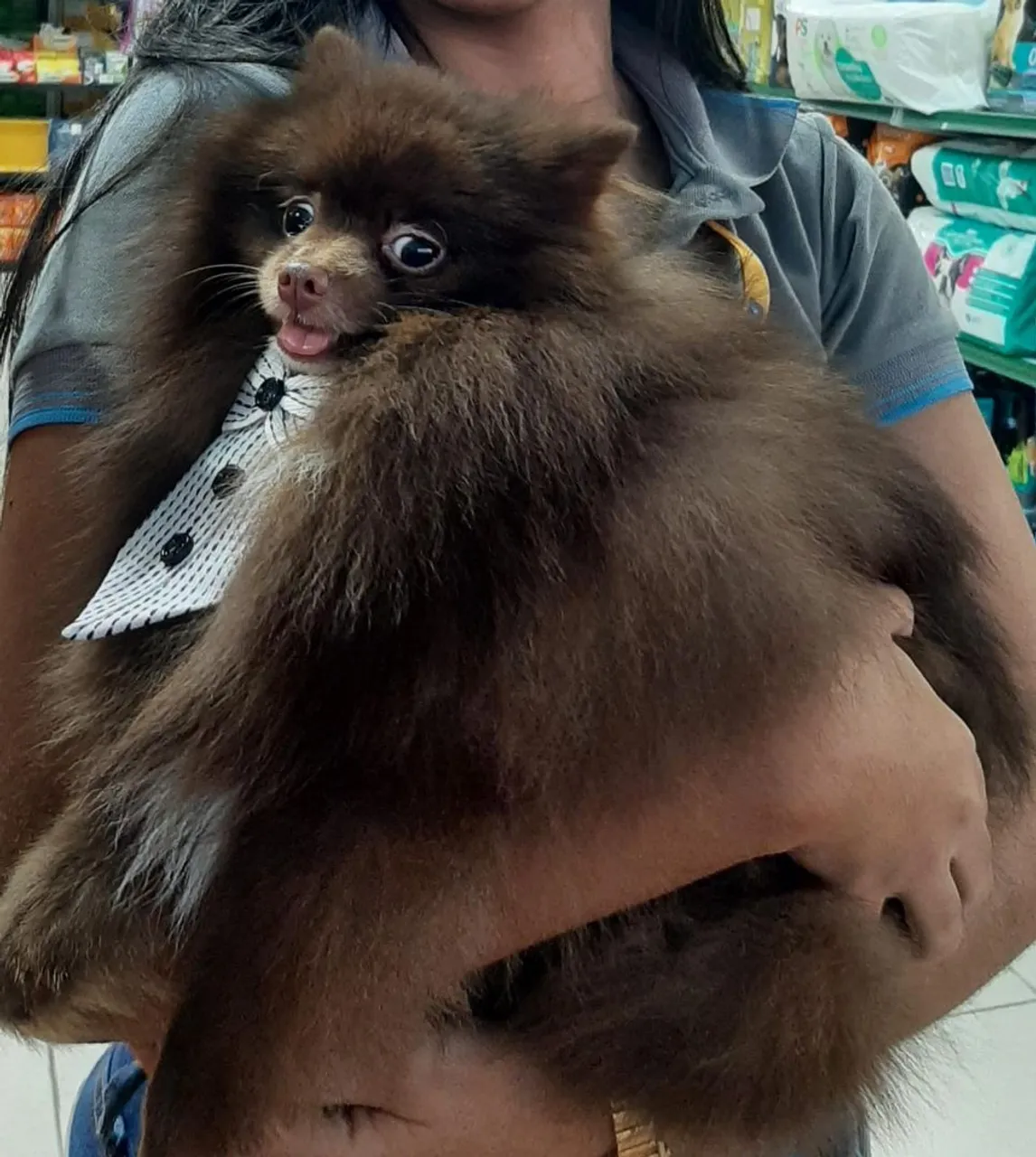 Filhote de Spitz Alemão/Pomerânia à venda