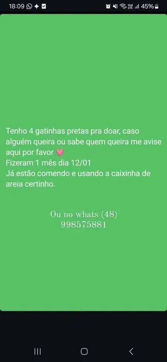 4 Gatinhas Pretas para Adoção