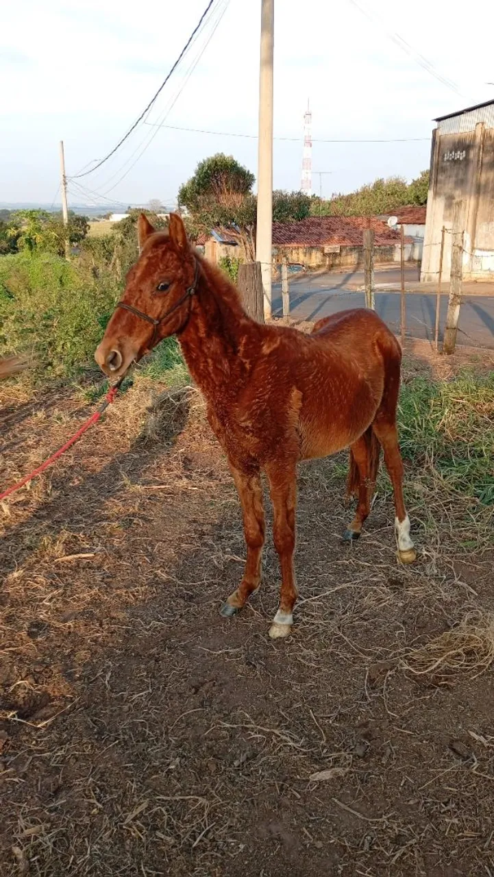 Potro marrom para venda