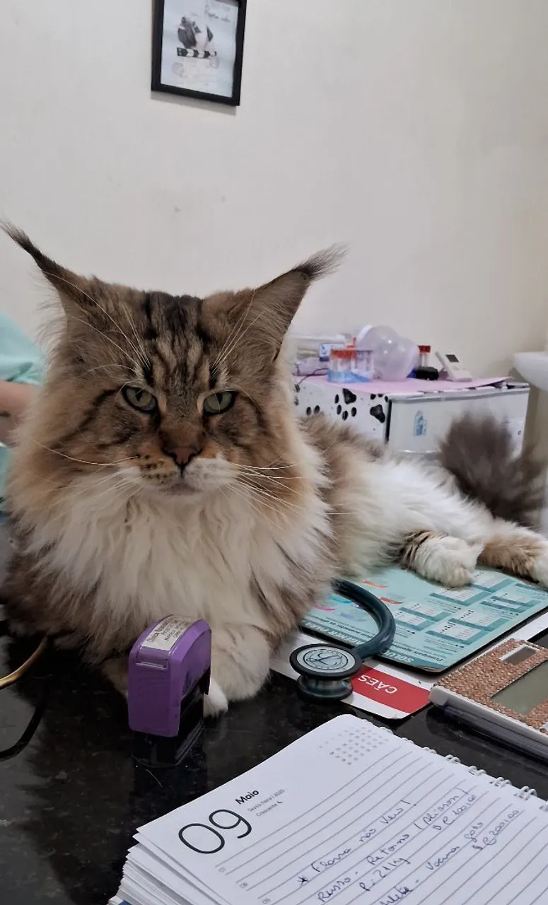 Maine Coon macho disponível para cobertura 