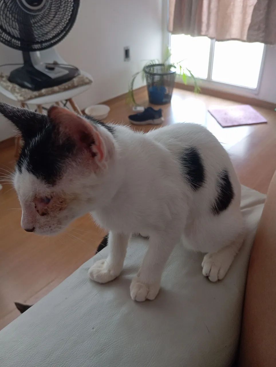 Doa-se 2 gatinhos, filhotes  - Foto 2