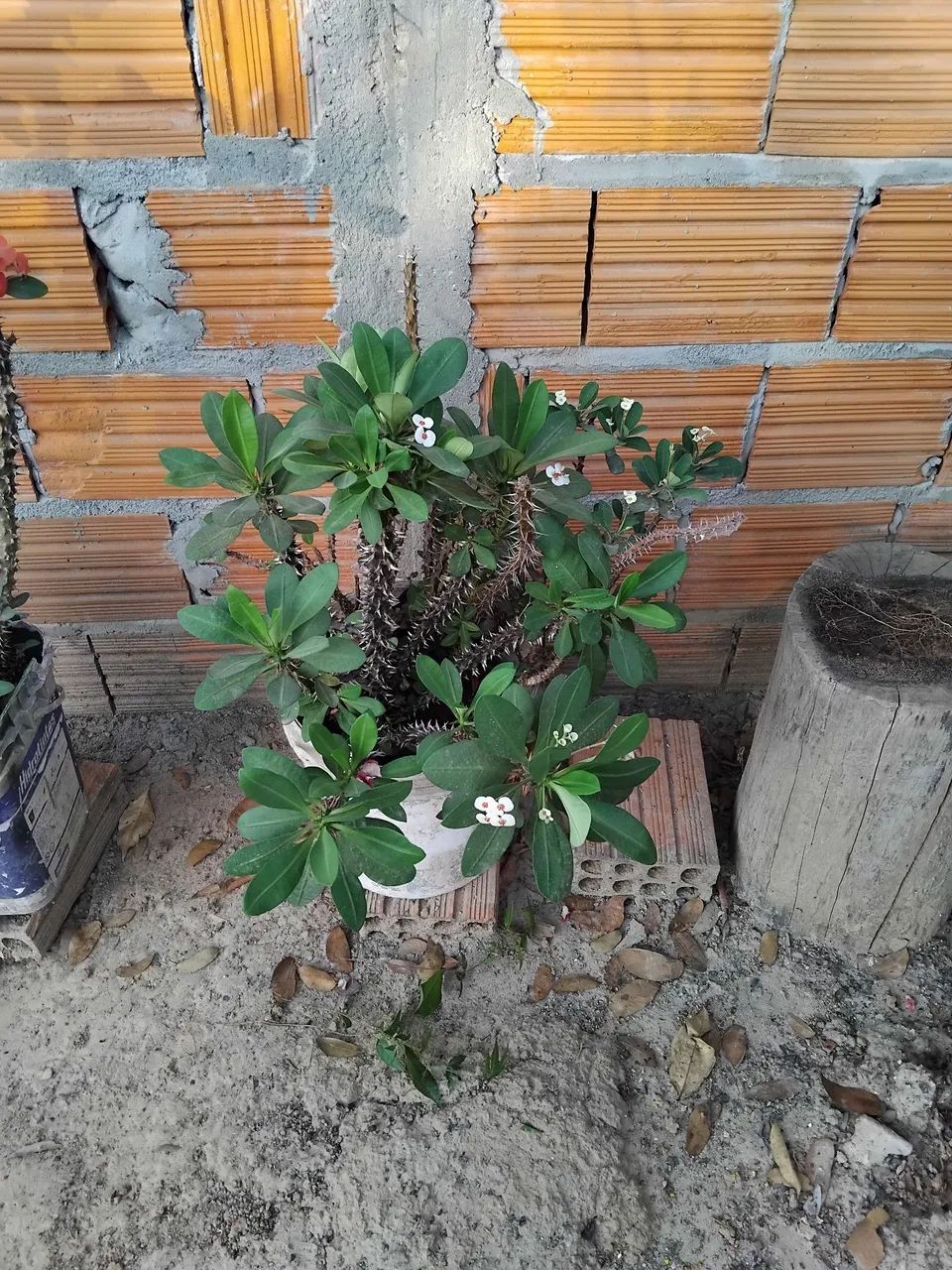 Vendo plantas - Foto 5