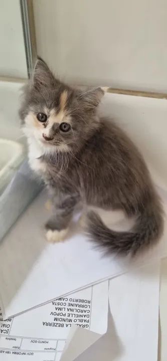 Vendo Lindos Filhotes de Maine Coon - Foto 3