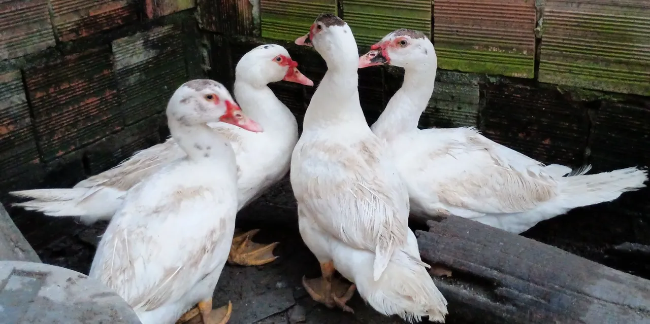 Patos com seis meses de idade