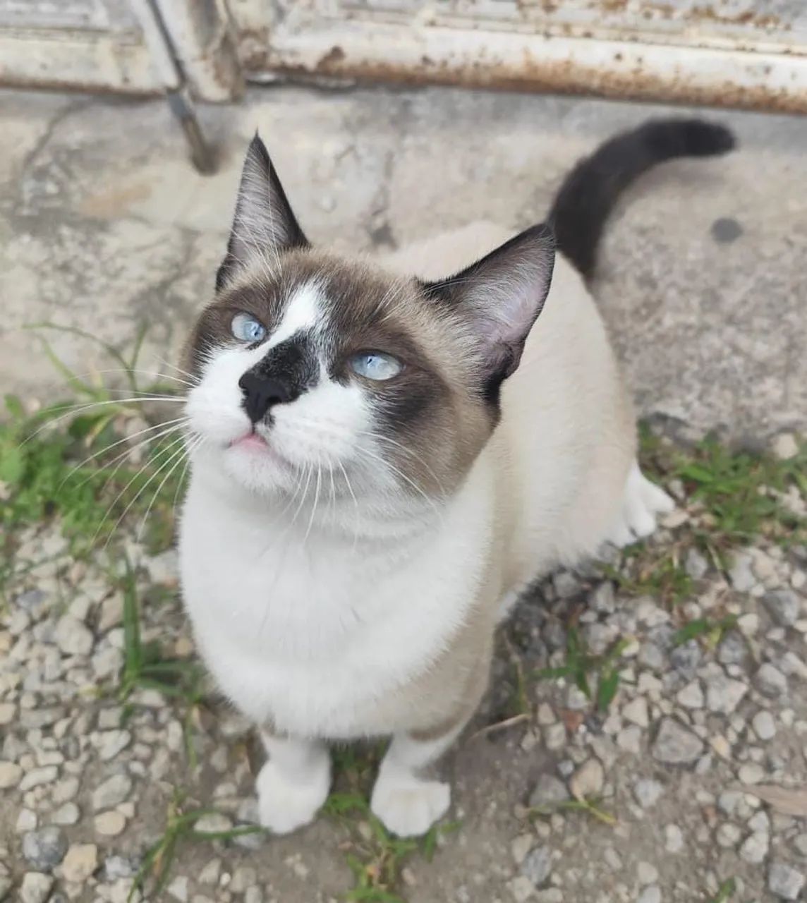 Gato pra doação  - Foto 4