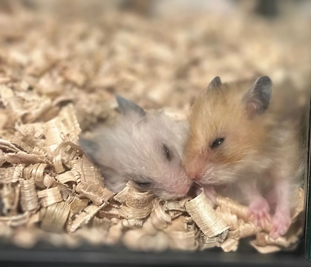 Hamsters sírios e anoes russos 