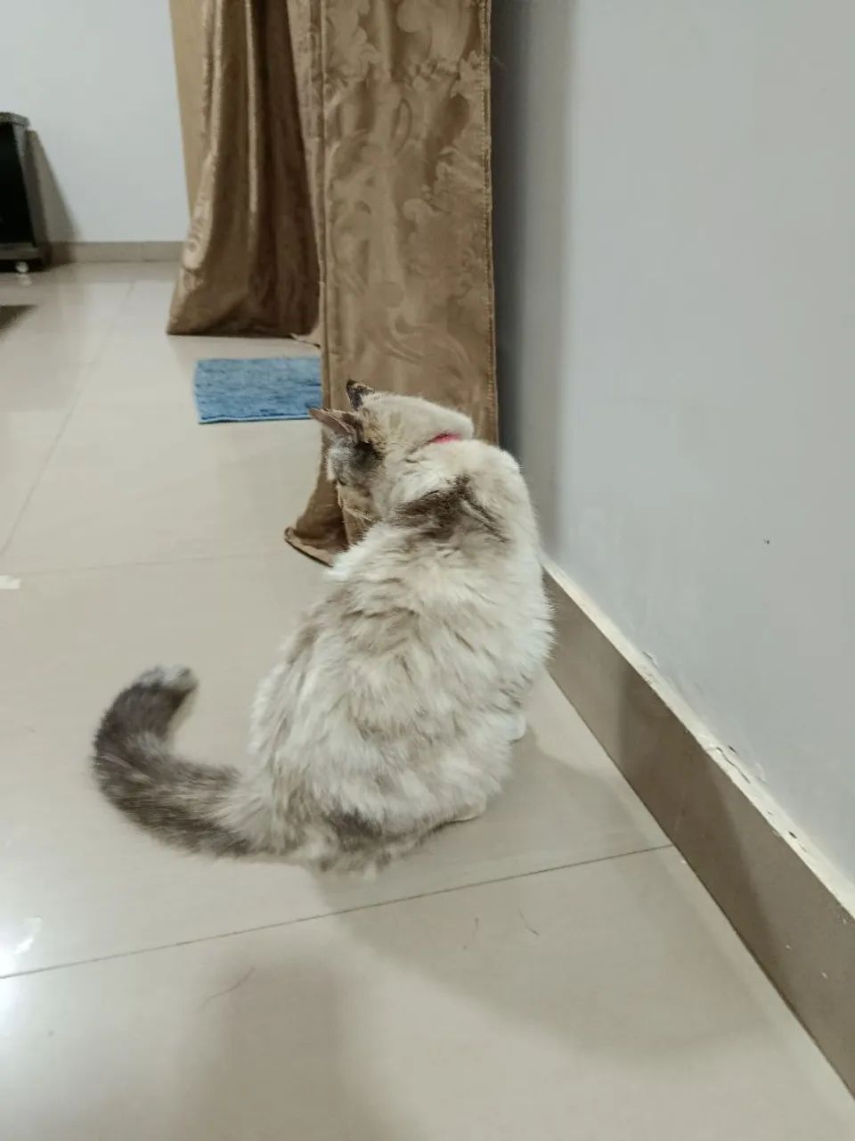 Gatinha fofo para adoção - Foto 4