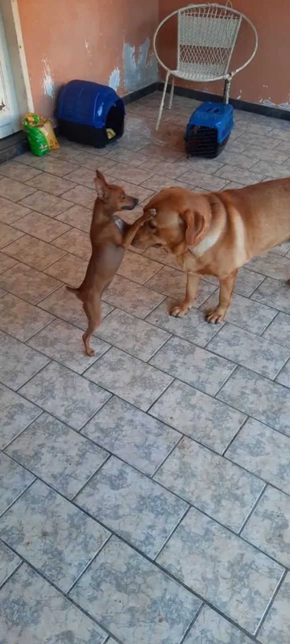 Doação/ Pinscher e labrador  - Foto 3