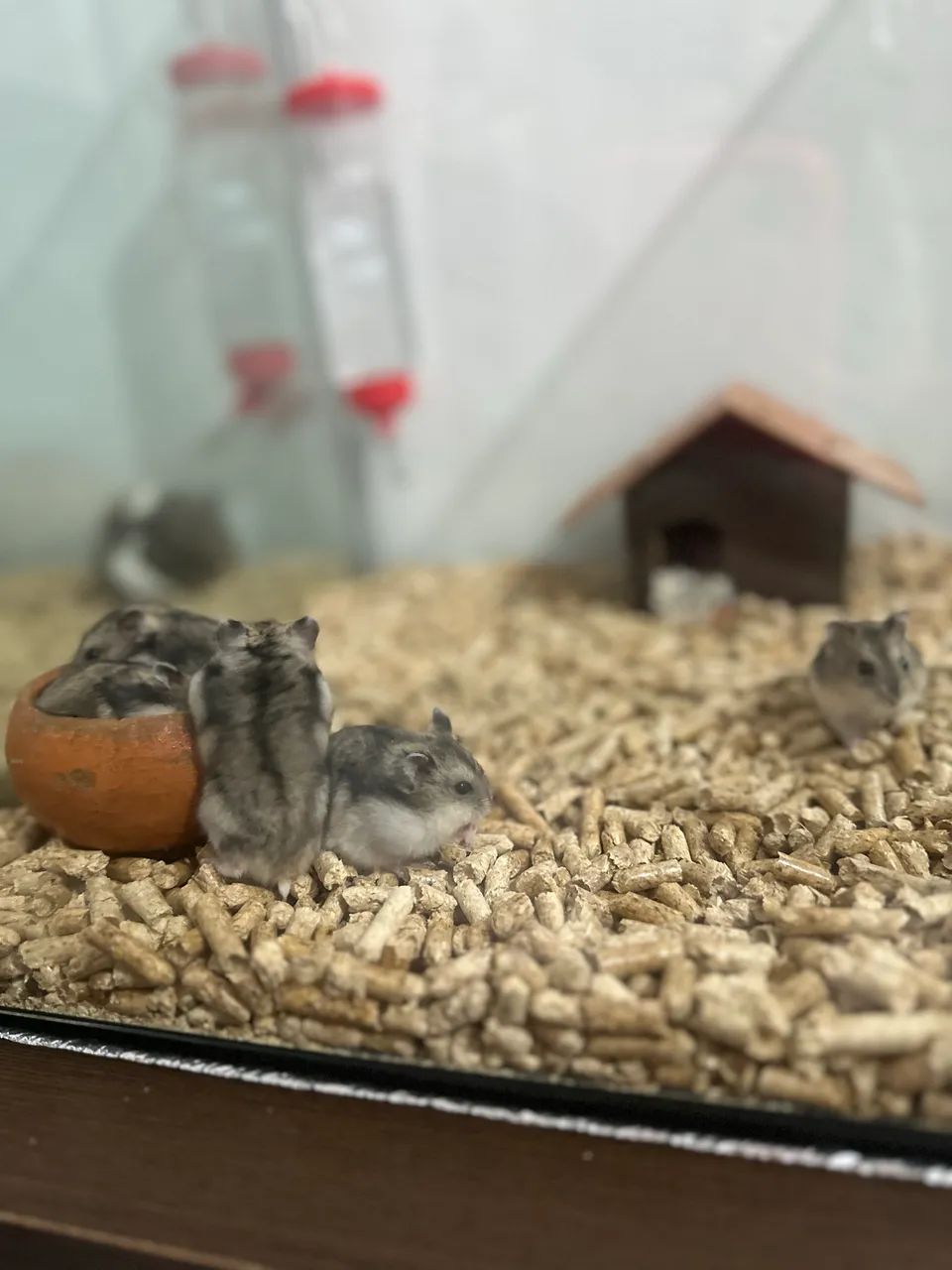 Hamsters  - Foto 4