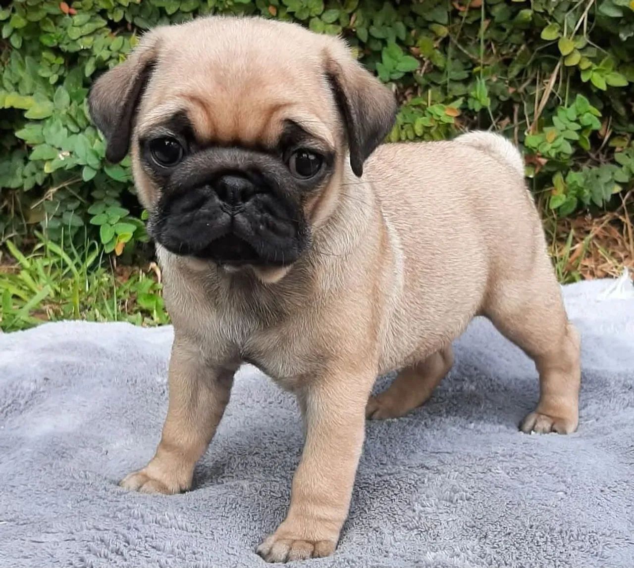 FILHOTES DE PUG