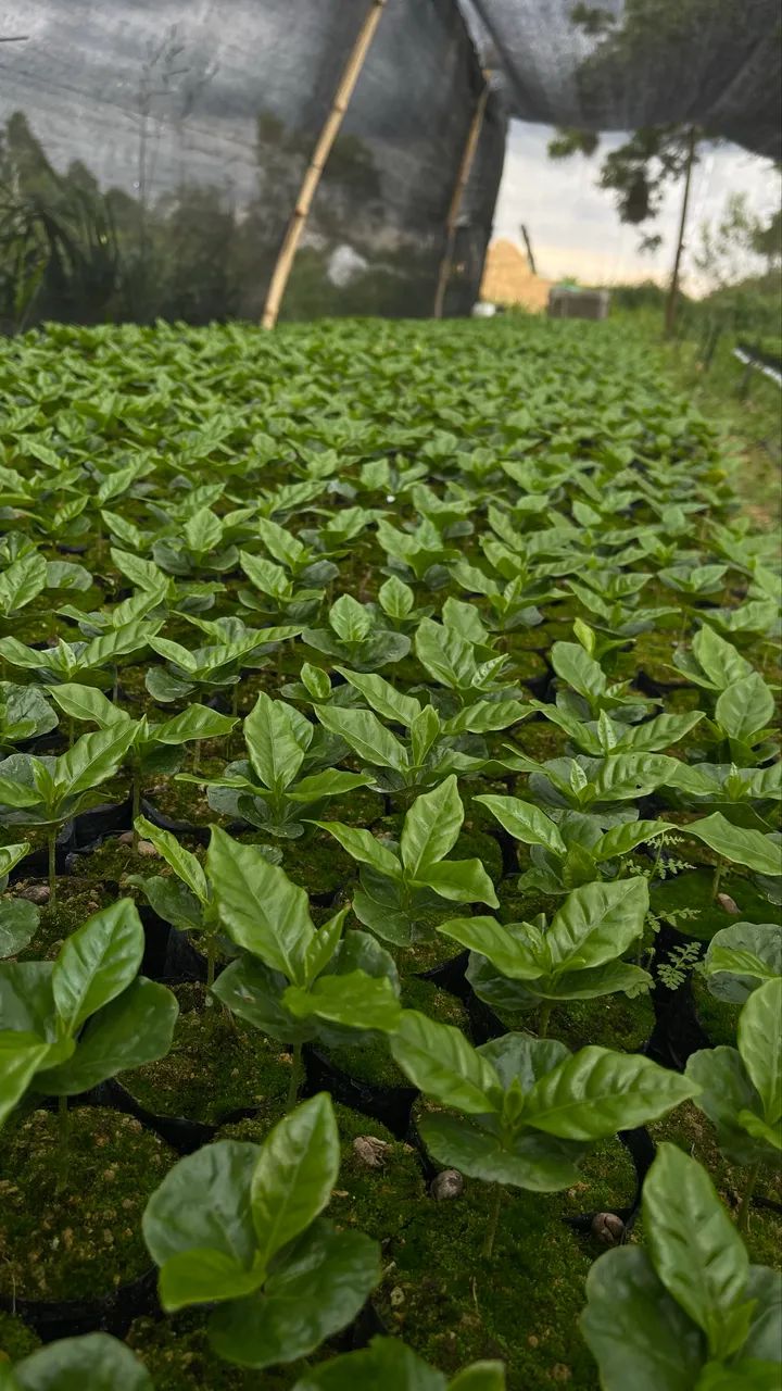 Mudas de café Arara e 144 - Foto 5