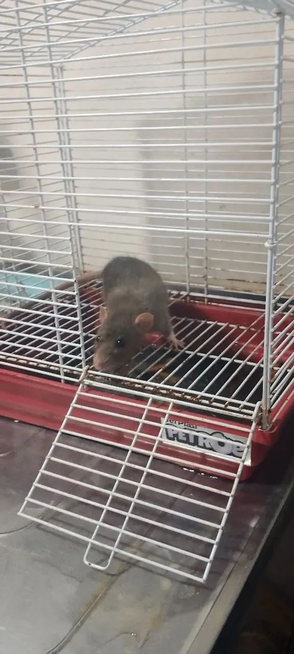 Gaiola com uma rata de laboratório dentro - Foto 6