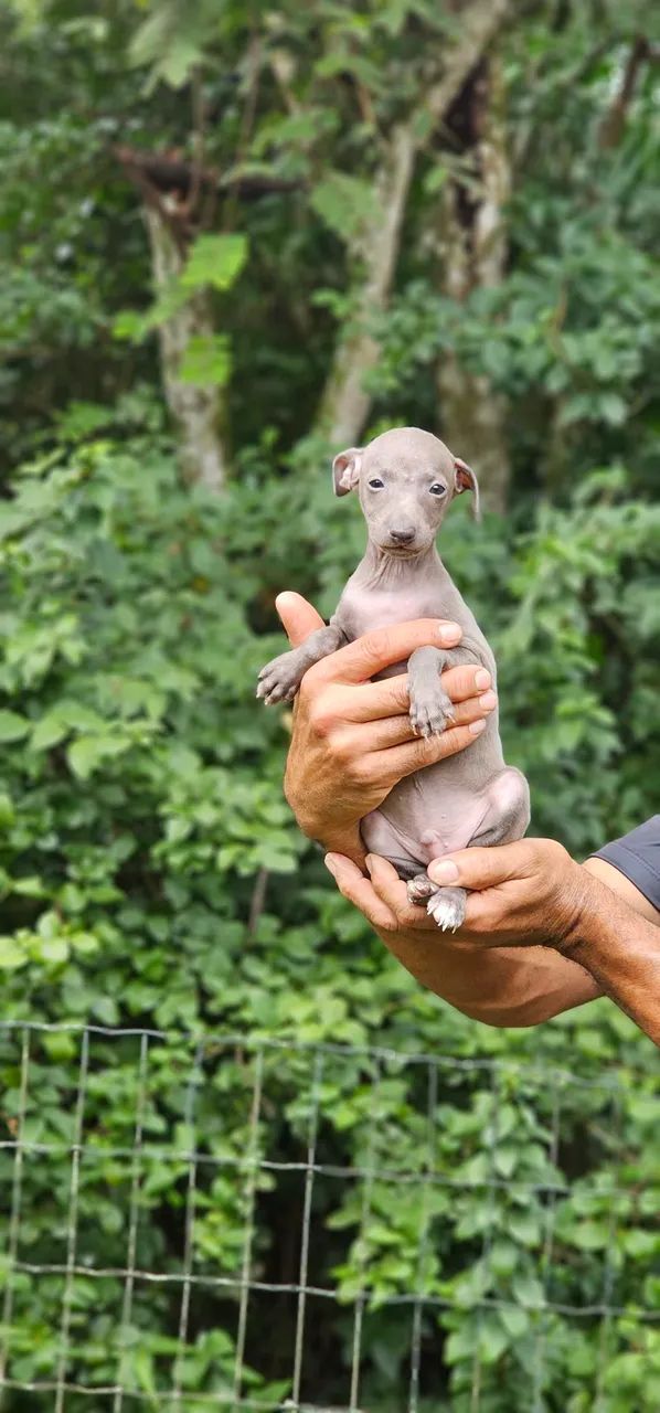 Galguinho bebê cinza