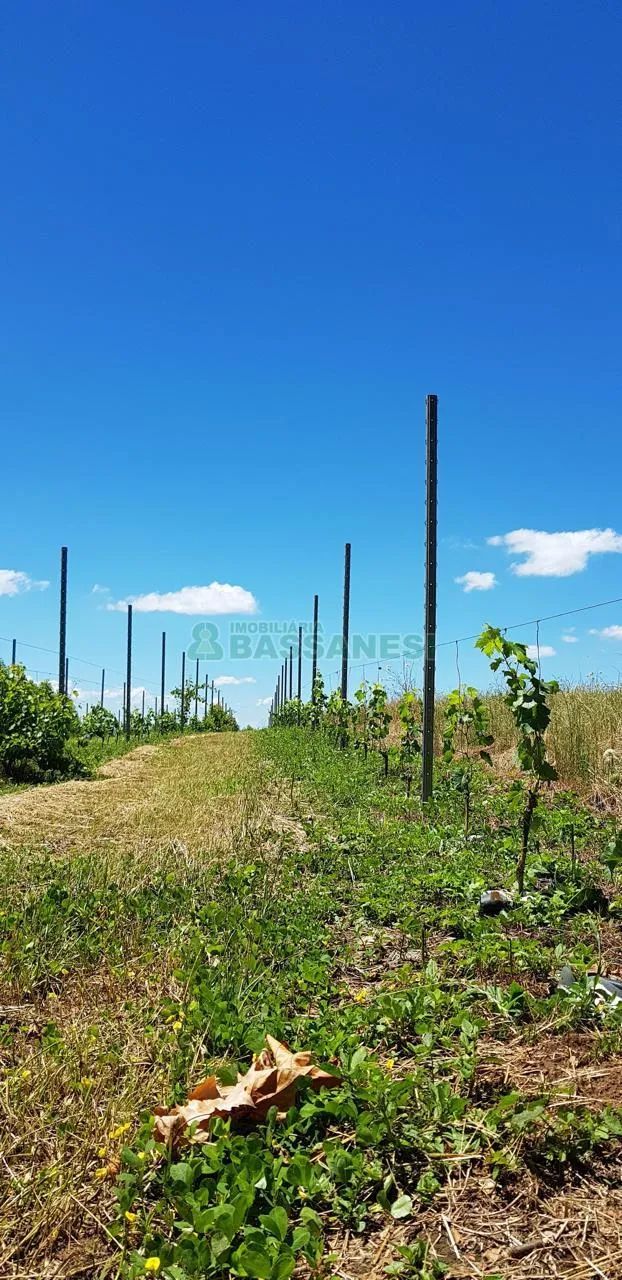 Terreno Centro Garibaldi - Foto 3