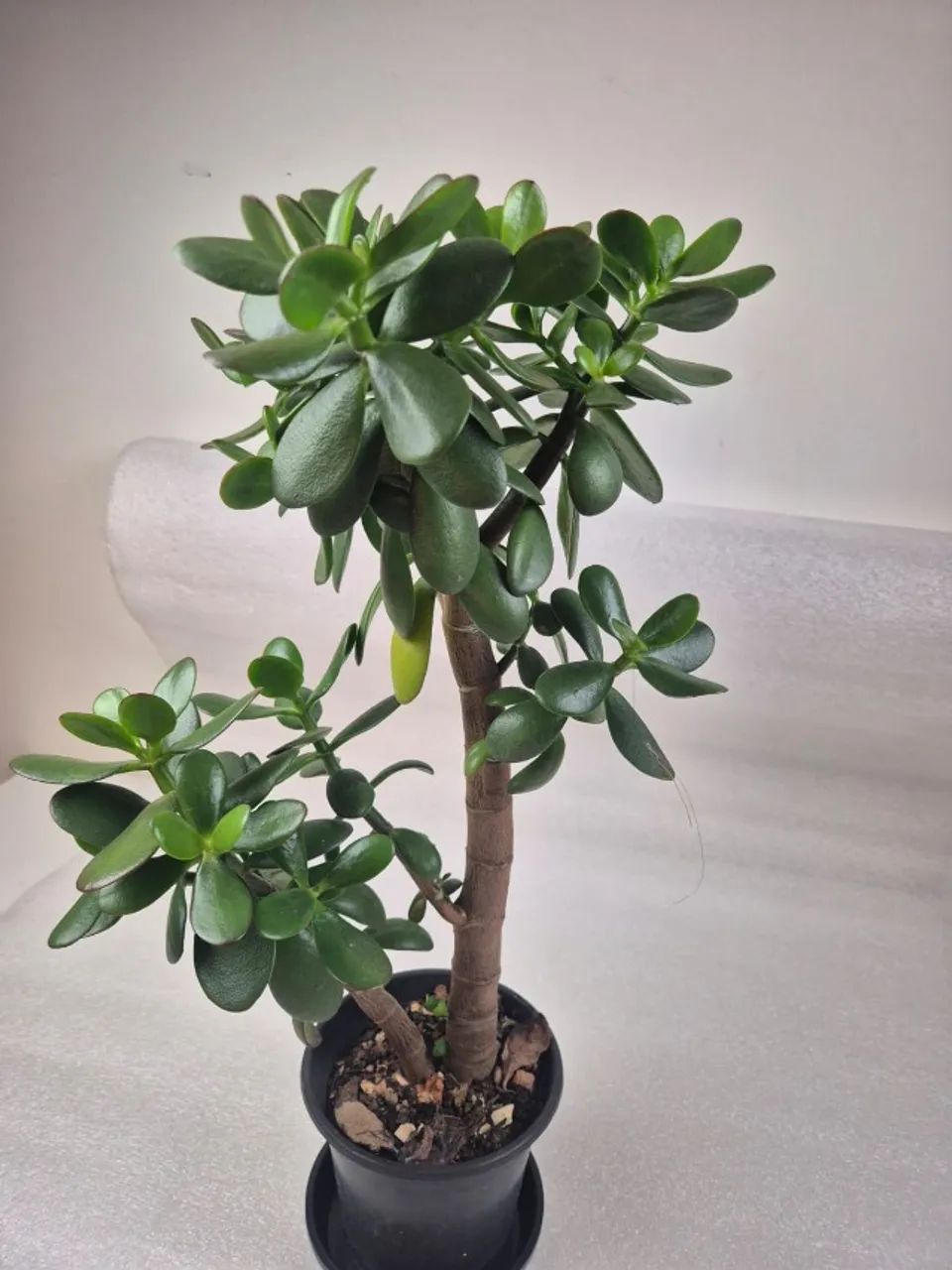 PLANTA JADE - Foto 2