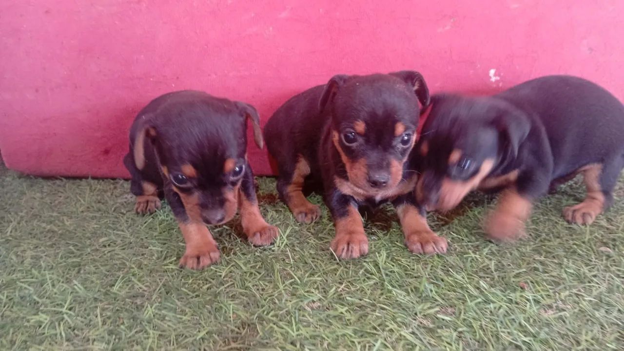 Pinchi zero  - Foto 4