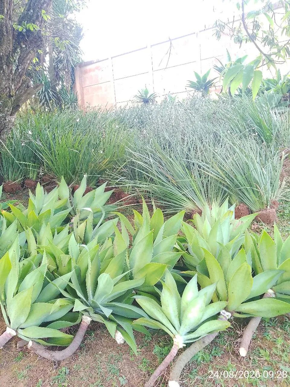 Moreia branca  - Foto 5