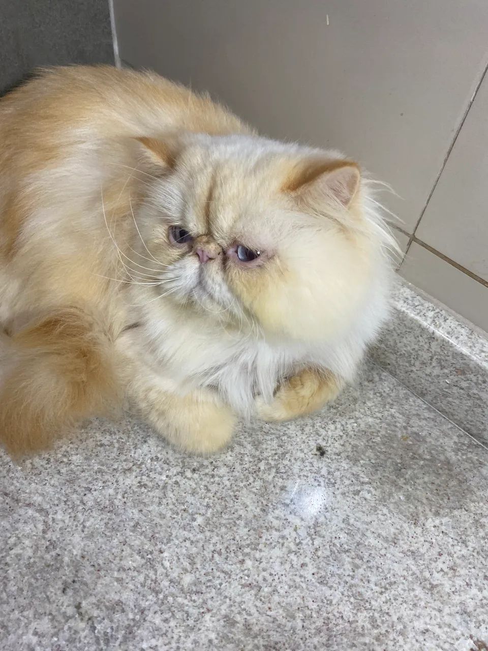 Gato Persa Himalaio  - Foto 2