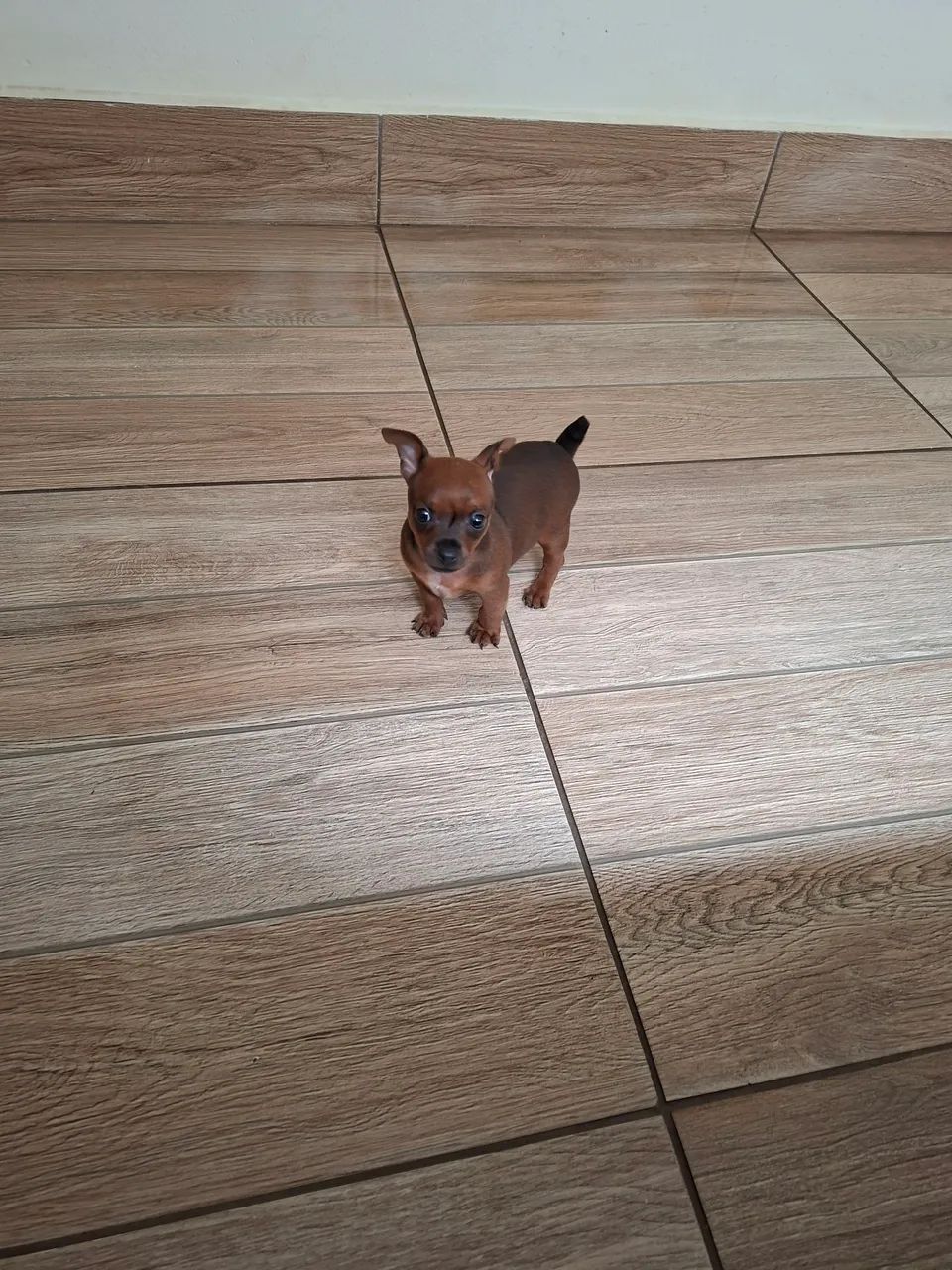 Pinscher Zerinho - Foto 4
