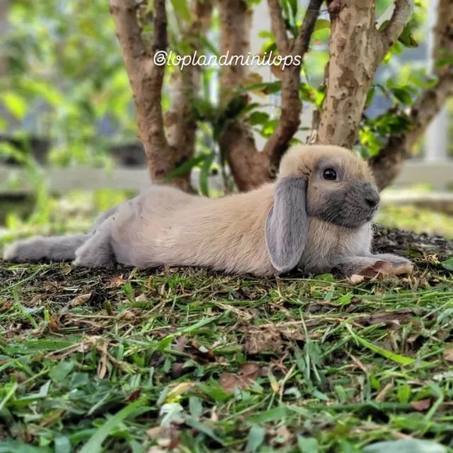 Coelho Mini Lop mini coelho  - Foto 2