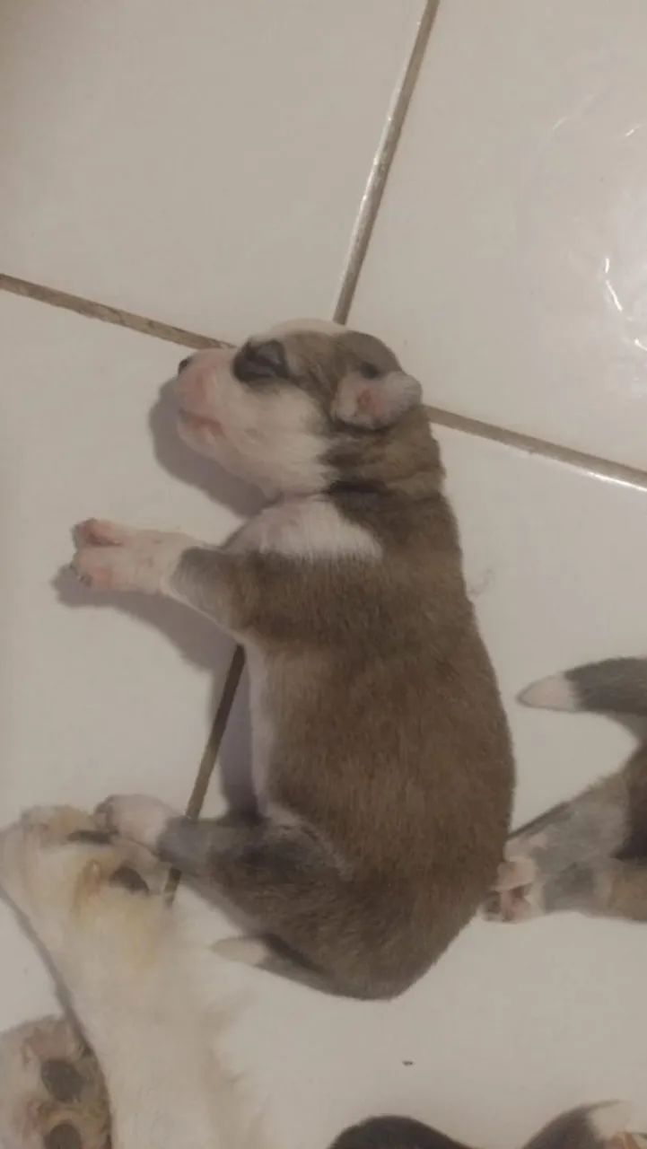 Husky siberiano