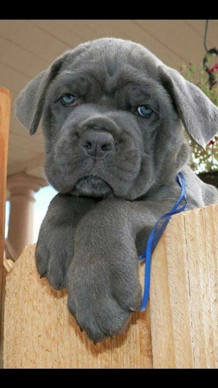 Cane Corso Machos e Femeas 