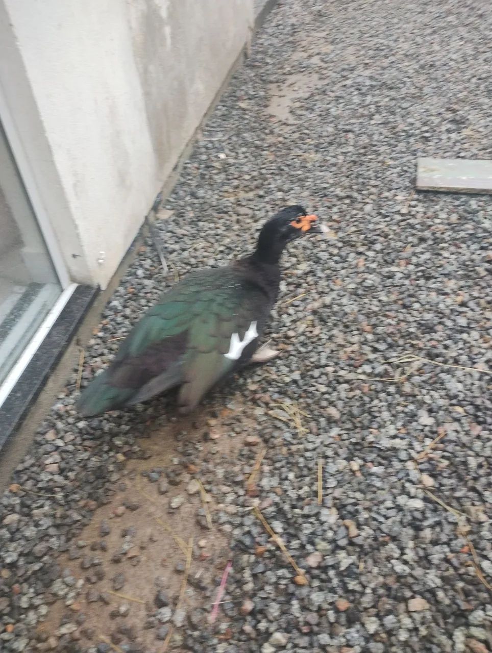 Casal de pato  - Foto 4